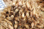 Ginseng